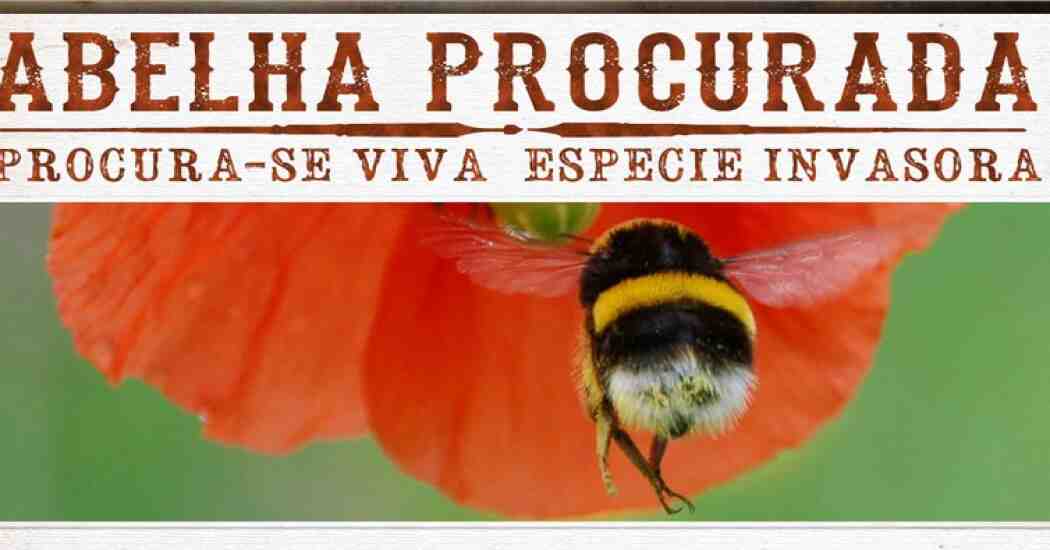 PDF) Abelha Procurada - Procura-se viva a abelha invasora: Bombus