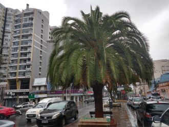 Chuva começou no início da tarde - Foto - LC Schneider-ON
