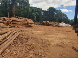 Proprietário não tinha documentação de pinheiros encontrados em seu estabelecimento - Foto Batalhão Ambiental - Divulgação