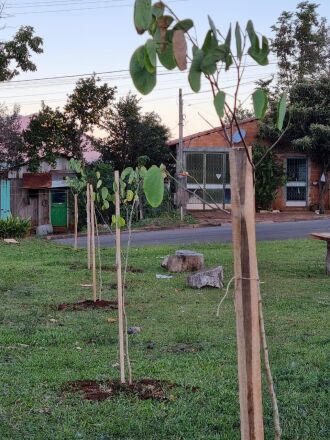 As ações, em parceria com a prefeitura municipal, já plantaram mais de 500 mudas no últimos anos. (Foto: Divulgação/RGE)