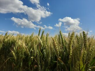 Área cultivada supera 1,4 milhão de hectares no Estado. (Foto: Isabel Gewehr/Arquivo ON)
