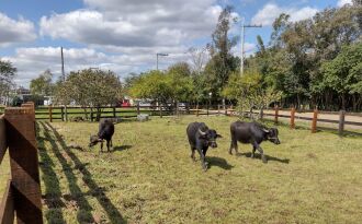A carne do búfalo tem 55% menos colesterol, 40% menos calorias e 12 vezes menos gordura, quando comparada à do bovino.