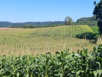 Com clima colaborando e lavouras bem conduzidas, o campo projeta um início de ano mais promissor para a agricultura regional - Foto: Emater
