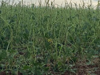 Soja atingida pelo granizo em Lagoa Bonita - Foto – Agricultor da região