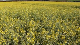 Com maior rentabilidade, a canola está ocupando o espaço do trigo na região - Foto: Divulgação/Estado