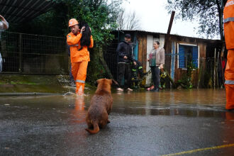 Mais de 40 cães precisaram ser resgatados em uma residência no bairro Entre Rios - Foto: André Richard