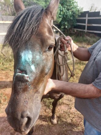 Cerca de 40 cavalos foram apreendidos pela Coordenadoria de Bem-Estar Animal no último ano - Foto: Divulgação