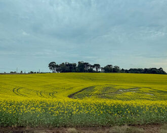 Canola muda o cenário na região  (Foto – Camila Guedes-UPF)