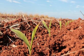 Produtores estão aproveitando a janela climática para plantar o milho - FOT: EMATER