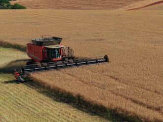 Colheita da canola está na reta final - Foto: Divulgação/Redes sociais