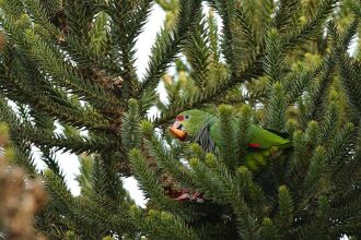 Com menos alimento, papagaio-charão antecipou a viagem de volta ao Rio Grande do Sul neste inverno. Tendência é de que aves gerem menos filhotes neste ano