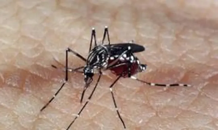 Aedes Aegypti é o mesmo transmissor da dengue e da febre  Chikungunya