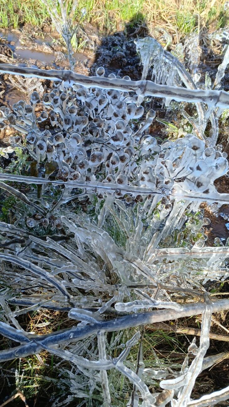 Nevoeiro congelado no interior de Soledade FOTO JOZANE LORENÇON
