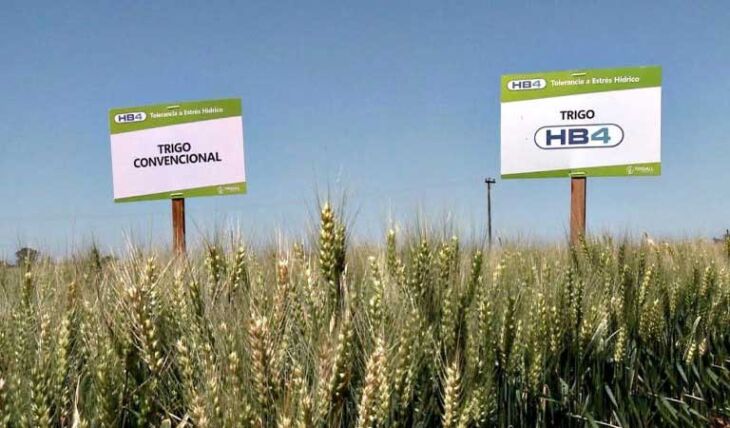 Trigo HB4 é resultado de uma colaboração entre Trigall com a Embrapa - Foto: Divulgação /Bioceres Crop Solutions