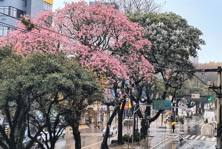 Ipês floridos detectam a primavera em Passo Fundo - Foto – LC Schneider-ON