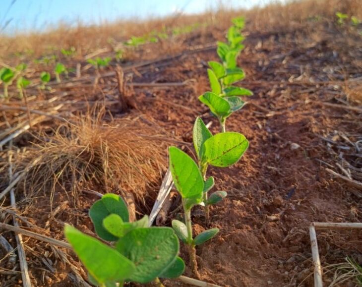 Nos locais onde a soja já foi plantada, o desenvolvimento é considerado bom - Foto Agricultura: Charles Pauli/divulgação Emater/RS-Ascar