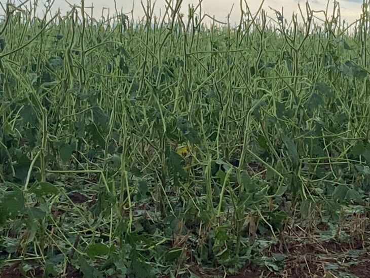 Soja atingida pelo granizo em Lagoa Bonita - Foto – Agricultor da região