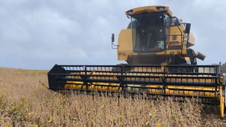 As lavouras que estão sendo colhidas agora estão com melhor produtividade - Foto: Divulgação