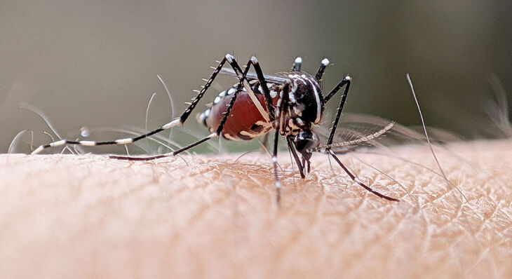 O Estado confirmou a primeira morte por dengue neste ano - Foto: Divulgação