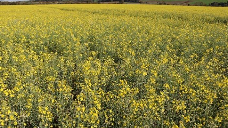 Com maior rentabilidade, a canola está ocupando o espaço do trigo na região - Foto: Divulgação/Estado