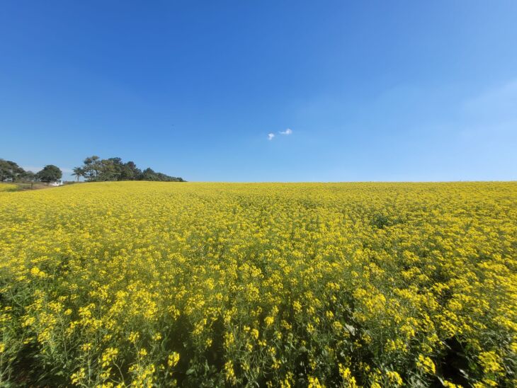 Canola teve área de cultivo ampliada na região de Passo Fundo no ciclo atual - Foto: Luciano Breitkreitz/ON