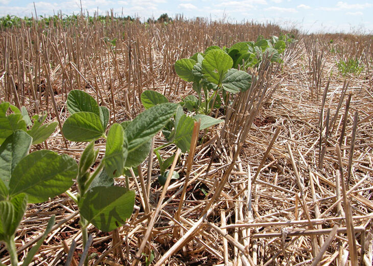 Embrapa recomenda a adoção de estratégias integradas de gestão de riscos climáticos para culturas - Foto: Luiz Menegheti/ Divulgação Embrapa