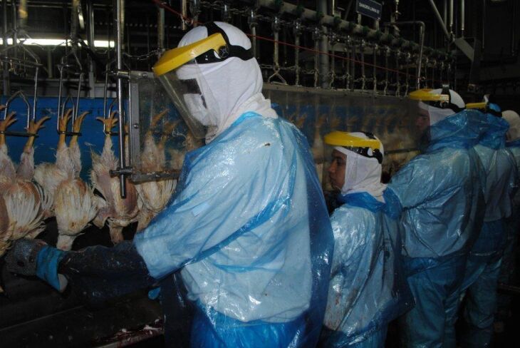 Mercado de exportação de alimentos de origem animal foi um dos mais beneficiados