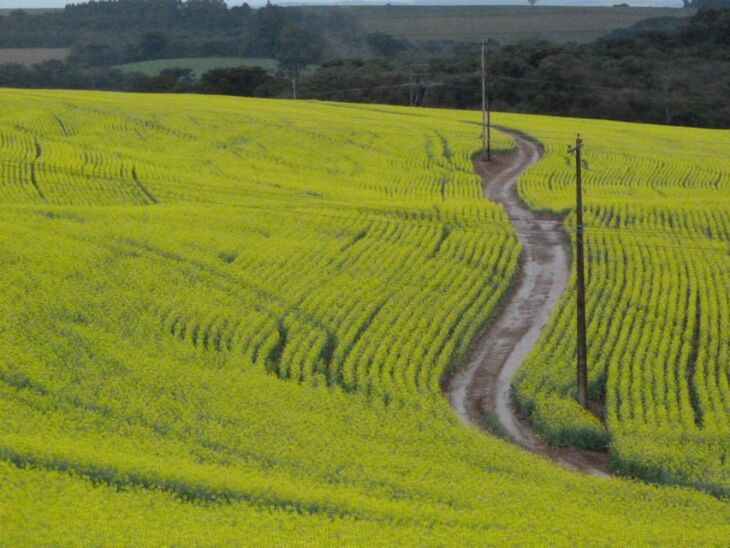 No Brasil, o óleo comestível de canola tem 1% de participação no mercado, enquanto nos Estados Unidos chega a 20%