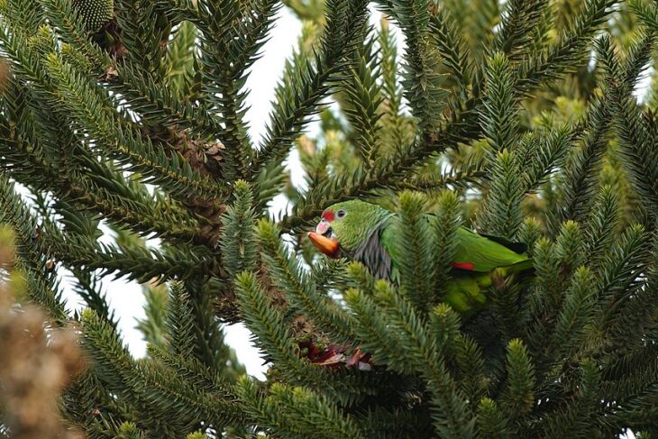 Com menos alimento, papagaio-charão antecipou a viagem de volta ao Rio Grande do Sul neste inverno. Tendência é de que aves gerem menos filhotes neste ano