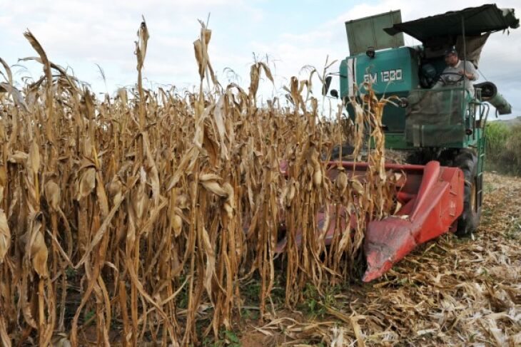 Lavouras irrigadas chegam a colher até 250 sacas por hectare
