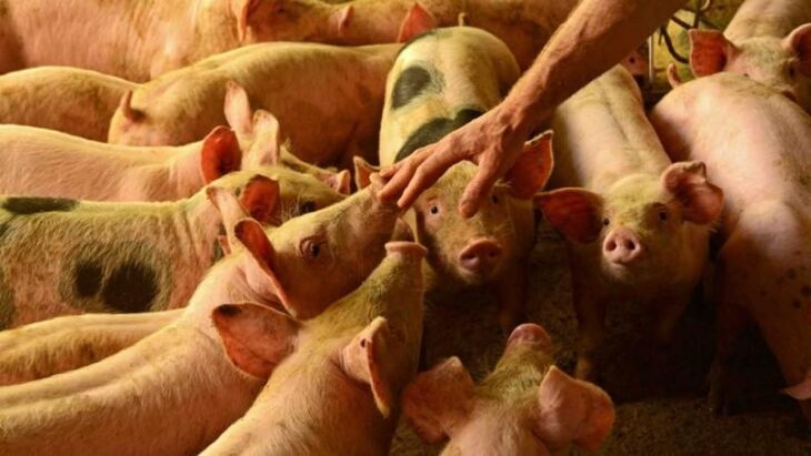 Ferramenta permite dosar dejetos usados na fertilização do solo na suinocultura